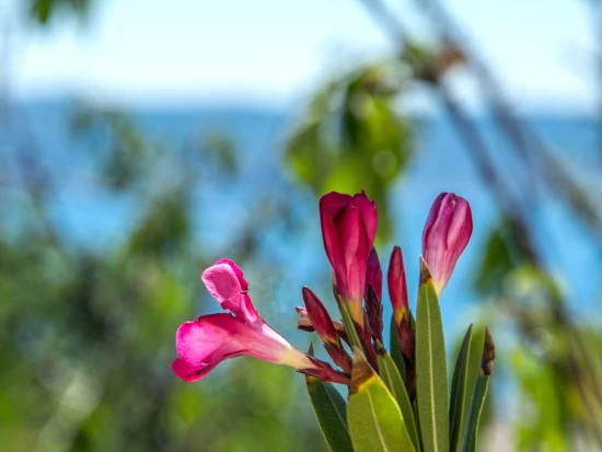 Domek Kvarner - Novi Vinodolski KV 7174 N1