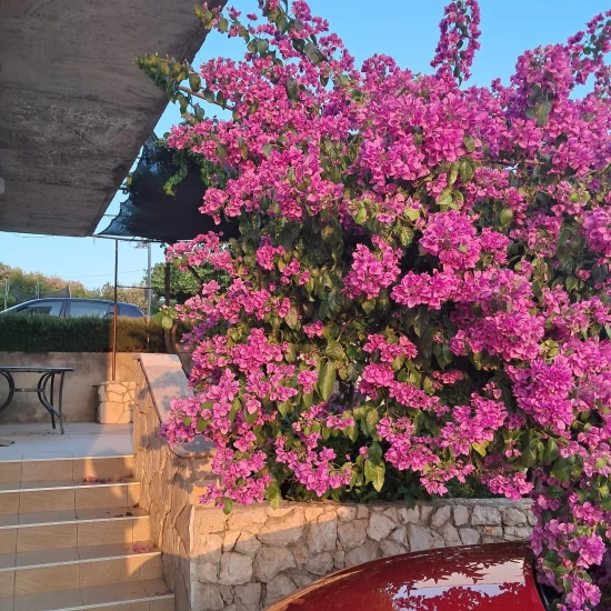 Apartmán Severní Dalmácie - Dolac (Primošten) DA 7759 N1