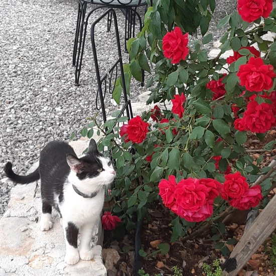 Domek Střední Dalmácie - Vrsine (Poljica) DA 7772 N1