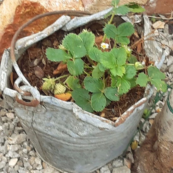 Domek Střední Dalmácie - Vrsine (Poljica) DA 7772 N1