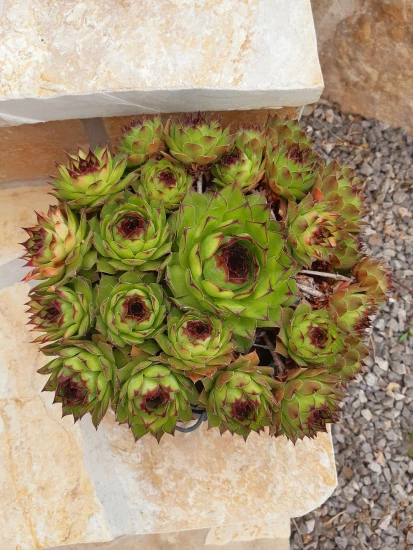 Domek Střední Dalmácie - Vrsine (Poljica) DA 7772 N1