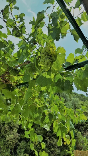 Domek Ostrov Brač - Postira OS 9810 N1