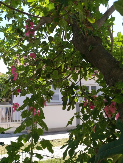 Apartmán Severní Dalmácie - Sabunike (Privlaka) DA 7803 N1