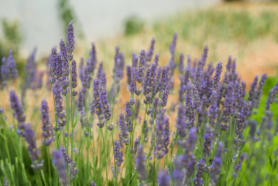 Domek Severní Dalmácie - Kanica DA 7813 N1