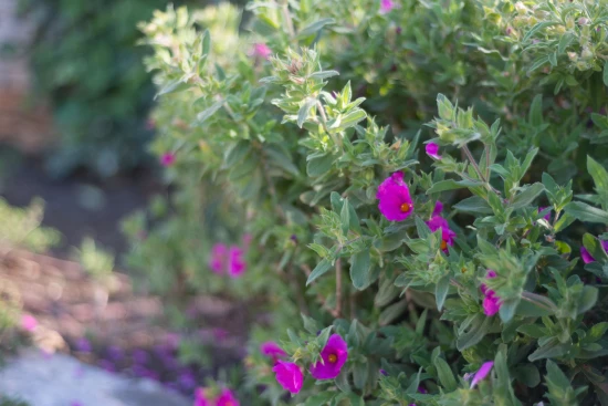 Apartmán Ostrov Murter - Murter OS 9876 N1