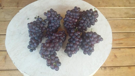 Apartmánový pokoj Černá Hora - Virpazar CH 7050 N1