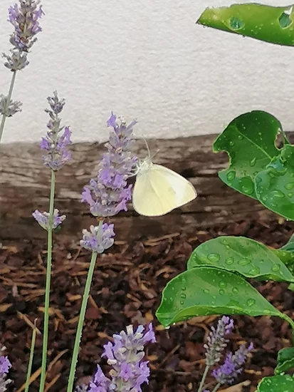 Vila Kvarner - Tribalj (Crikvenica) KV 7442 N1