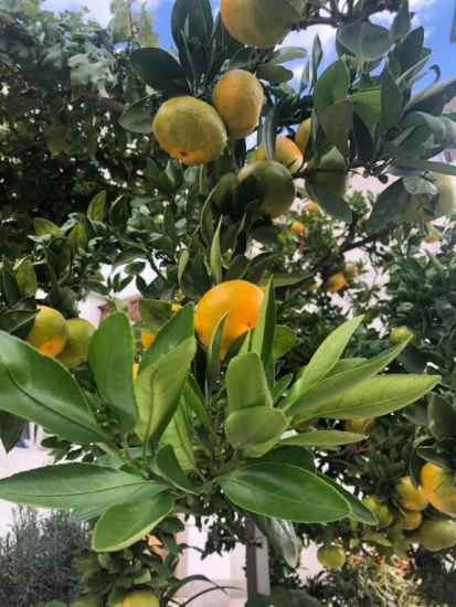 Apartmán Kvarner - Crikvenica KV 7467 N1