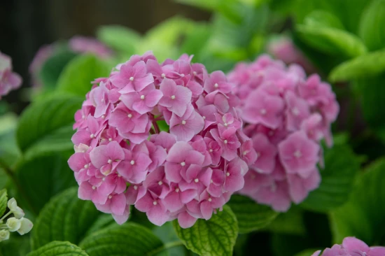 Apartmán Kvarner - Opatija KV 7481 N1