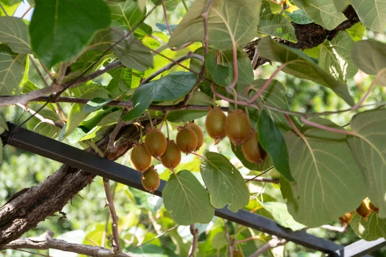 Apartmán Kvarner - Opatija KV 7481 N1