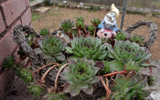 Domek Kvarner - Jurdani (Opatija) KV 7493 N1