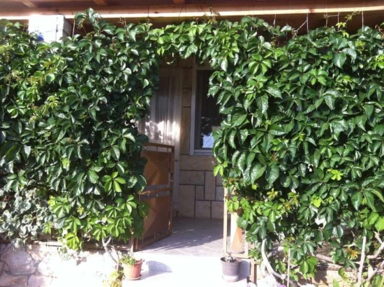 Apartmán Ostrov Vis - Komiža OS 10011 N1