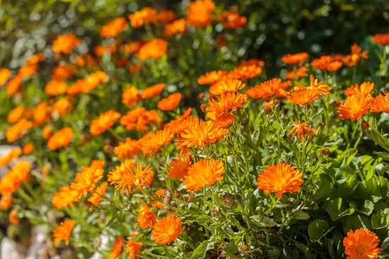 Apartmán Istrie - Žminj IS 7111 N7