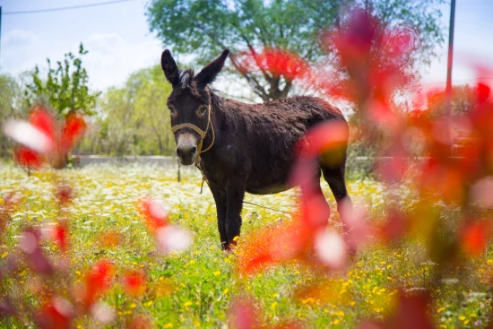 Domek Severní Dalmácie - Oklaj DA 8071 N1