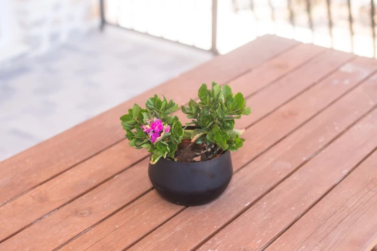 Apartmán Severní Dalmácie - Zaton (Šibenik) DA 8087 N1