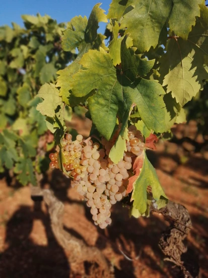 Apartmán Ostrov Vis - Rukavac OS 10038 N1