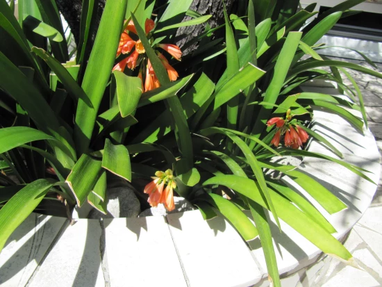 Apartmánový pokoj Střední Dalmácie - Brist (Gradac) DA 8167 N2