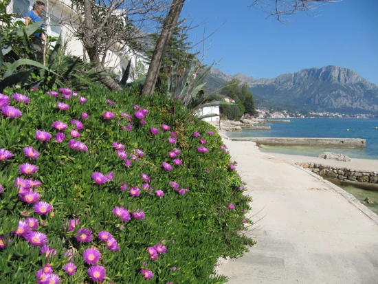 Apartmánový pokoj Střední Dalmácie - Brist (Gradac) DA 8167 N3