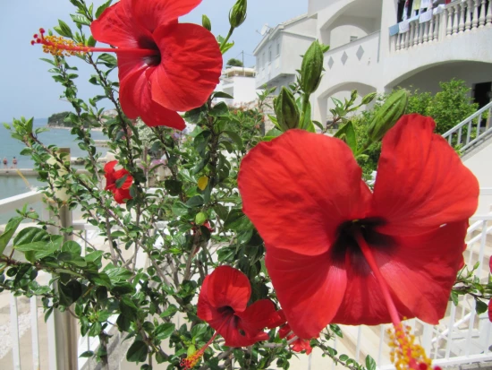 Apartmánový pokoj Střední Dalmácie - Brist (Gradac) DA 8167 N8