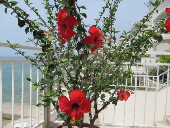 Apartmánový pokoj Střední Dalmácie - Brist (Gradac) DA 8167 N8