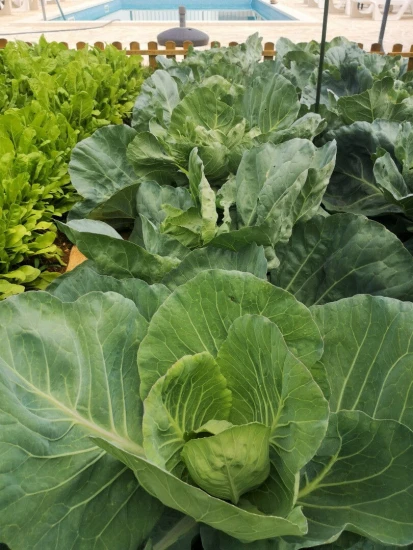 Domek Střední Dalmácie - Okrug Gornji DA 8174 N1