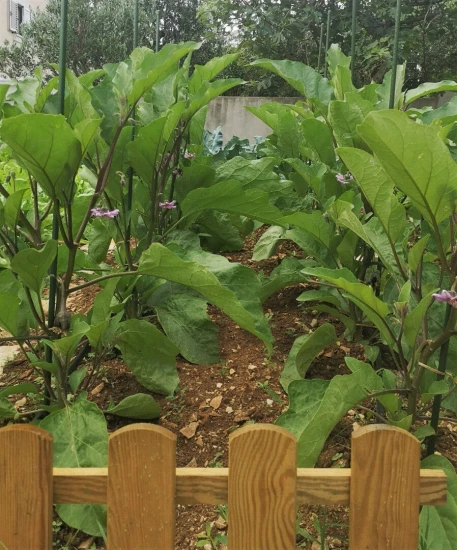 Domek Střední Dalmácie - Okrug Gornji DA 8174 N1