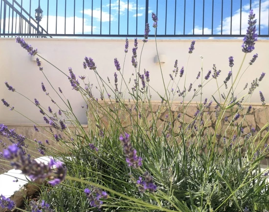 Domek Střední Dalmácie - Okrug Gornji DA 8174 N1