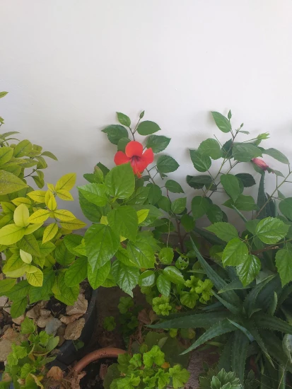 Apartmán Ostrov Pag - Metajna OS 10145 N2