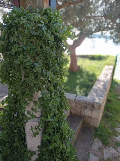 Apartmán Ostrov Prvić - Prvić Šepurine (Vodice) OS 10153 N1