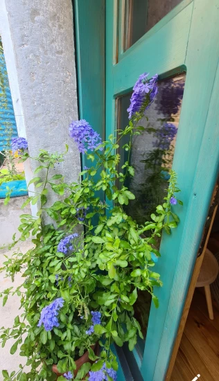 Domek Ostrov Cres - Cres OS 10164 N1