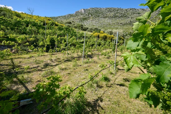 Vila Střední Dalmácie - Žrnovnica DA 8291 N1