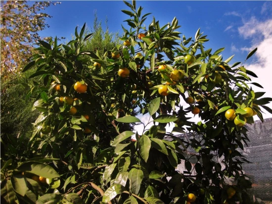 Apartmán Istrie - Fažana IS 7177 N3