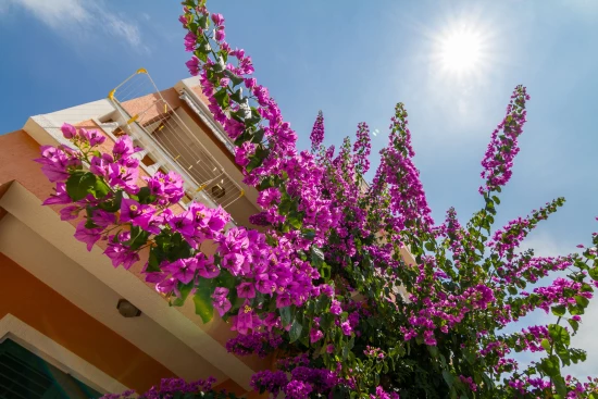 Apartmán Ostrov Rab - Barbat OS 10337 N5