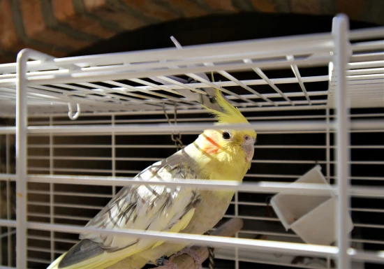 Apartmán Ostrov Rab - Lopar OS 10347 N2