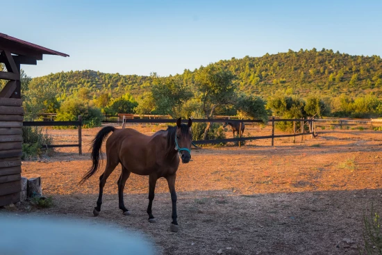 Vila Ostrov Murter - Tisno OS 10374 N1