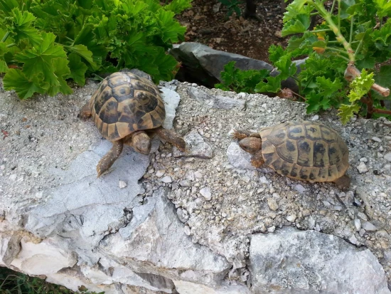 Apartmán Ostrov Brač - Supetar OS 10416 N1