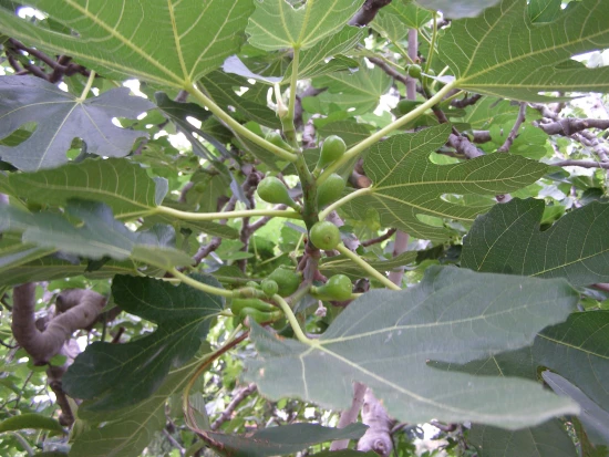 Apartmán Ostrov Brač - Supetar OS 10416 N1