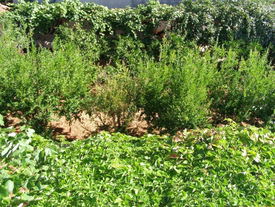 Apartmán Ostrov Brač - Supetar OS 10416 N1