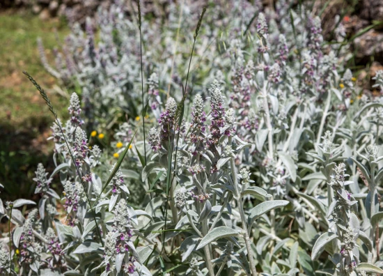 Domek Střední Dalmácie - Cista Provo DA 8633 N1