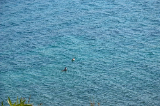 Apartmán Jižní Dalmácie - Orebić DA 8679 N2