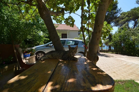 Apartmán Severní Dalmácie - Petrčane DA 8684 N1