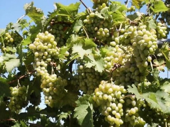 Apartmán Ostrov Lošinj - Mali Lošinj OS 10480 N6