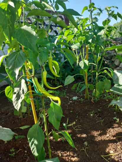 Domek Istrie - Labin (Rabac) IS 7217 N1