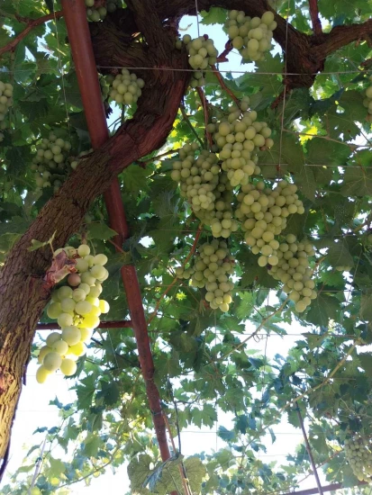 Domek Istrie - Labin (Rabac) IS 7217 N1