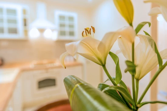 Apartmán Ostrov Korčula - Vela Luka OS 10539 N1