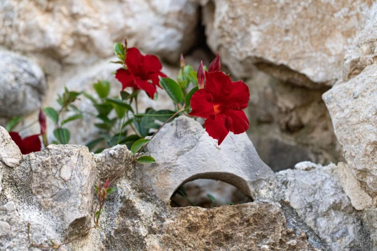 Domek Severní Dalmácie - Drniš (Šibenik) DA 9864 N1