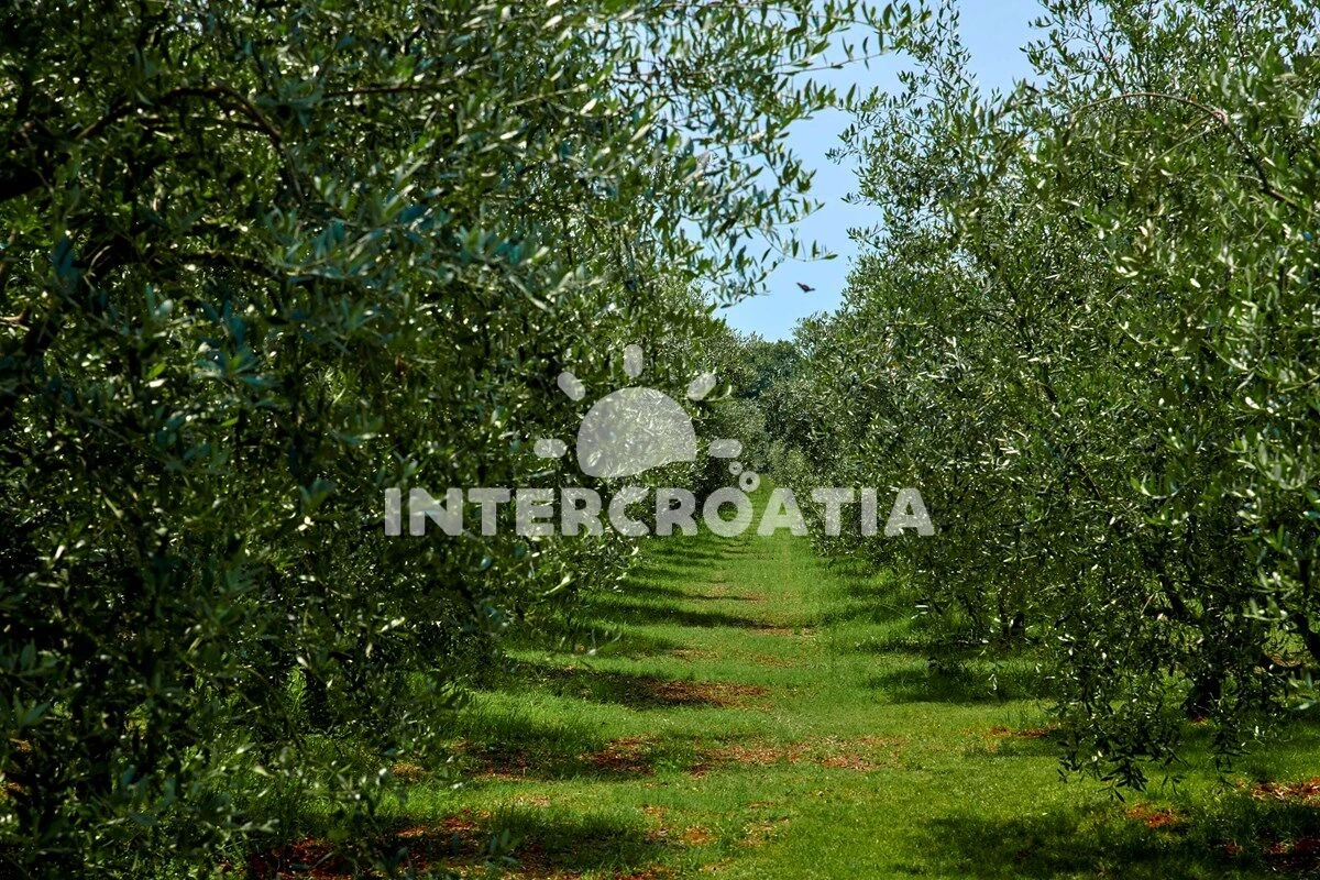 Apartmán Istrie - Ližnjan IS 8004 N1