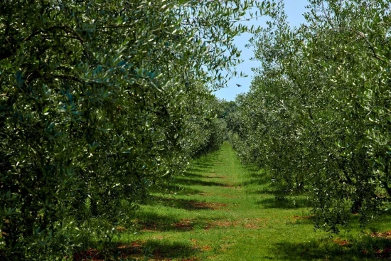 Apartmán Istrie - Ližnjan IS 8004 N1