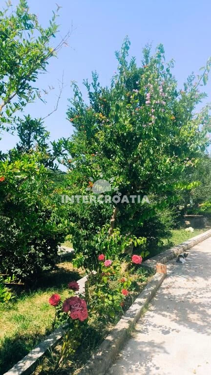 Domek Ostrov Rab - Palit OS 12055 N1