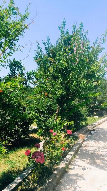 Domek Ostrov Rab - Palit OS 12055 N1